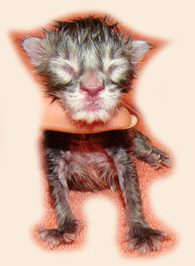      Catsvill County