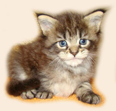      Catsvill County