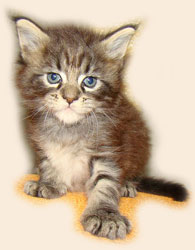      Catsvill County
