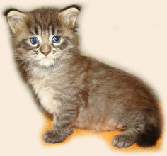      Catsvill County