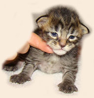      Catsvill County