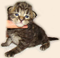      Catsvill County