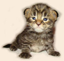      Catsvill County