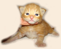      Catsvill County