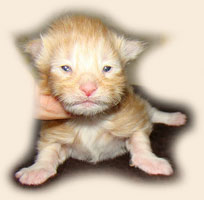      Catsvill County