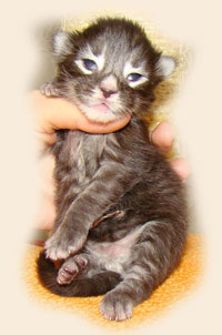      Catsvill County