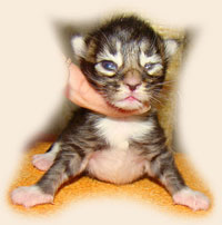      Catsvill County