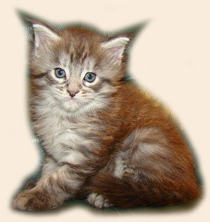      Catsvill County