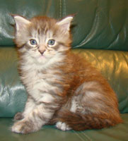       Catsvill County