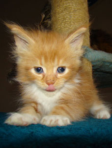       Catsvill County