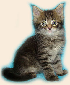      Catsvill County