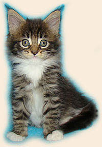      Catsvill County