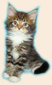      Catsvill County