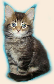     Catsvill County