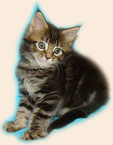      Catsvill County