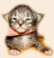      Catsvill County