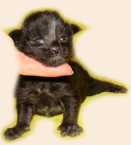      Catsvill County