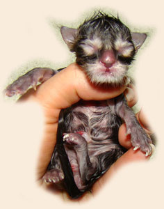      Catsvill County