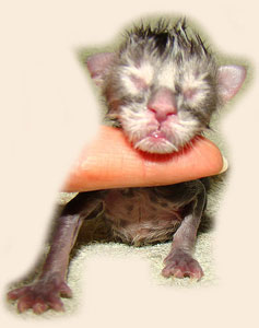      Catsvill County