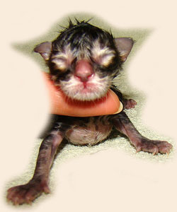      Catsvill County