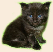      Catsvill County