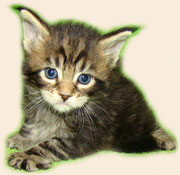      Catsvill County