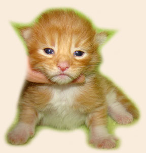      Catsvill County