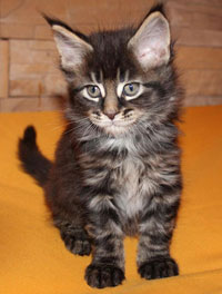       Catsvill County