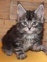      Catsvill County