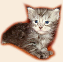      Catsvill County