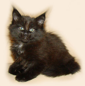      Catsvill County