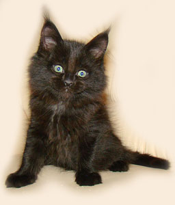      Catsvill County