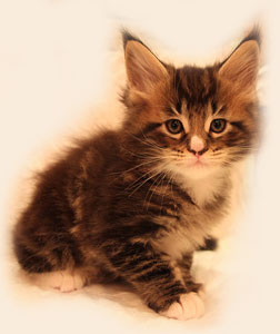     Catsvill County