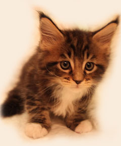      Catsvill County