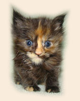      Catsvill County