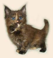      Catsvill County