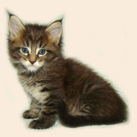      Catsvill County