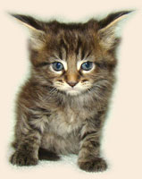      Catsvill County