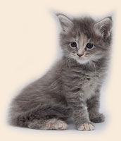      Catsvill County