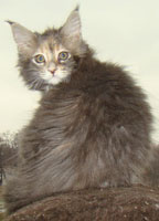      Catsvill County