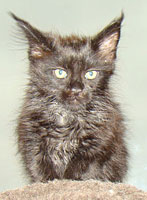      Catsvill County