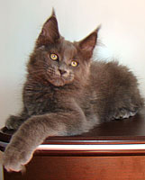      Catsvill County
