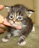      Catsvill County