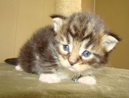      Catsvill County