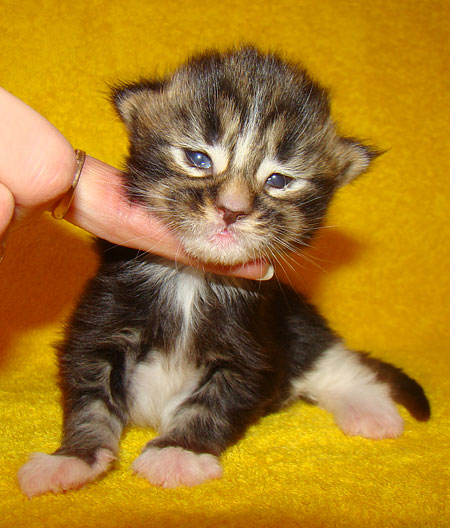     Catsvill County!   !    !       !!!    Catsvill County +7-926-544-74-09     .   ,   ,   ,    ,   ,  ,     ,   -,    ,   !