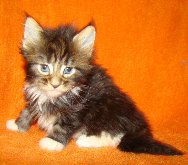     Catsvill County!   !    !       !!!    Catsvill County +7-926-544-74-09     .   ,   ,   ,    ,   ,  ,     ,   -,    ,   !