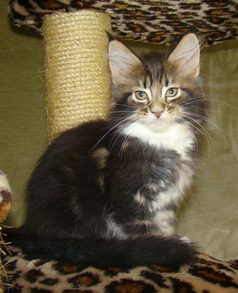     Catsvill County!   !    !       !!!    Catsvill County +7-926-544-74-09     .   ,   ,   ,    ,   ,  ,     ,   -,    ,   !