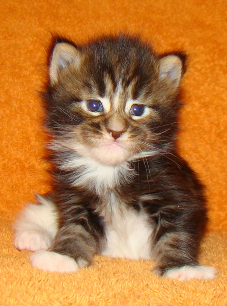     Catsvill County!   !    !       !!!    Catsvill County +7-926-544-74-09     .   ,   ,   ,    ,   ,  ,     ,   -,    ,   !