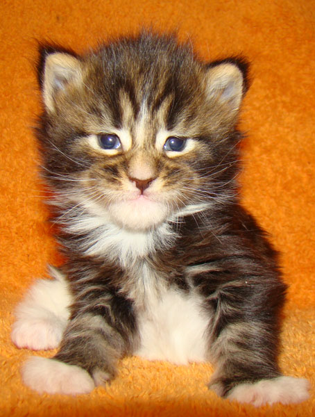     Catsvill County!   !    !       !!!    Catsvill County +7-926-544-74-09     .   ,   ,   ,    ,   ,  ,     ,   -,    ,   !