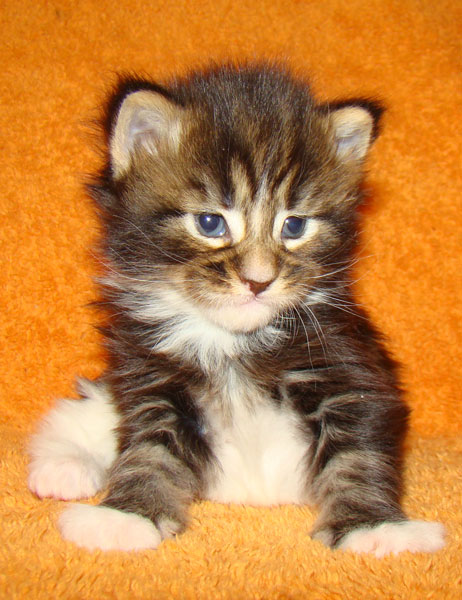     Catsvill County!   !    !       !!!    Catsvill County +7-926-544-74-09     .   ,   ,   ,    ,   ,  ,     ,   -,    ,   !